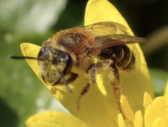 Andrena dorsata