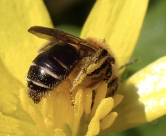 Andrena dorsata