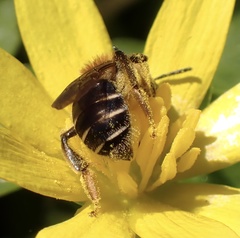 Andrena dorsata