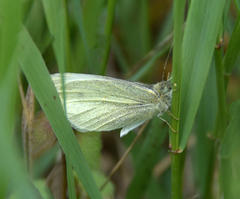 Pieris rapae