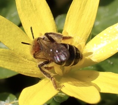 Andrena dorsata