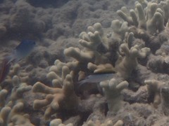 Chromis nitida