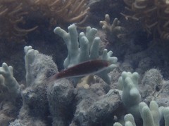 Cirrhilabrus punctatus