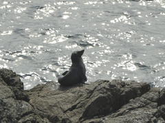 Arctocephalus forsteri