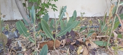 Lactuca serriola