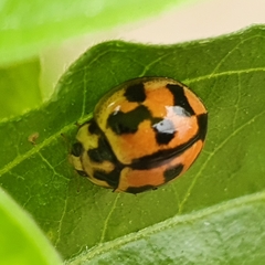 Coccinellini