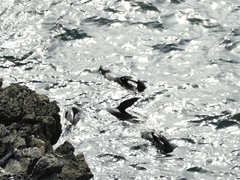 Arctocephalus forsteri