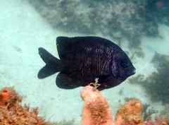 Parma oligolepis