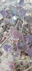 Sonchus oleraceus