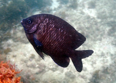 Parma oligolepis