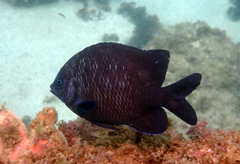 Parma oligolepis