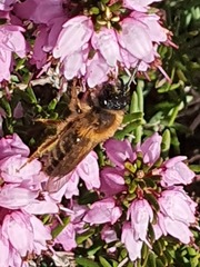 Andrena haemorrhoa