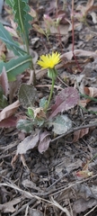 Urospermum picroides