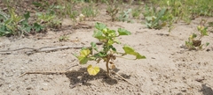 Malva parviflora