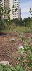Sonchus oleraceus