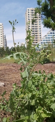 Sonchus oleraceus