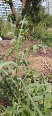 Lactuca serriola