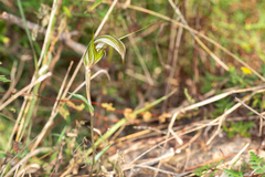 Pterostylis ampliata
