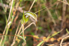 Pterostylis ampliata