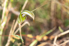 Pterostylis ampliata