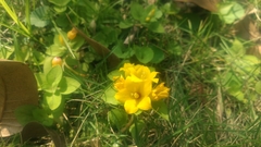 Lysimachia congestiflora