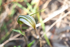 Pterostylis ampliata