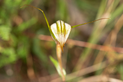 Pterostylis ampliata