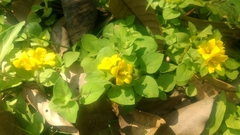 Lysimachia congestiflora