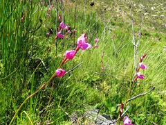 Disa racemosa
