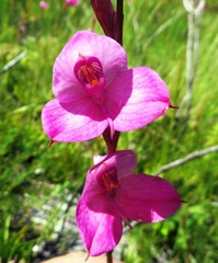 Disa racemosa