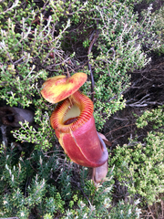 Nepenthes villosa