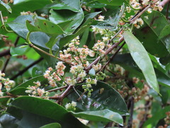 Syzygium polyanthum