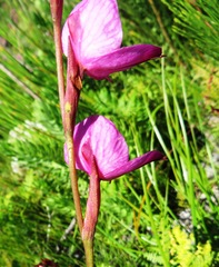 Disa racemosa