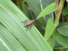 Metaprodioctes formosanus