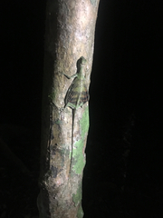Draco quinquefasciatus