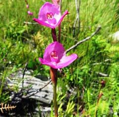 Disa racemosa