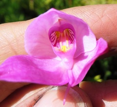 Disa racemosa