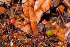 Mycena toyerlaricola