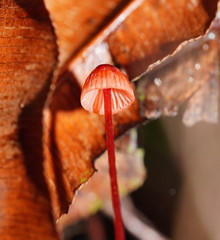 Mycena toyerlaricola