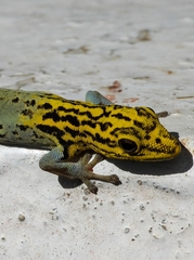 Lygodactylus picturatus