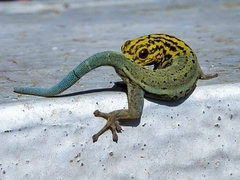 Lygodactylus picturatus