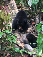 Helarctos malayanus euryspilus