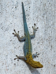 Lygodactylus picturatus