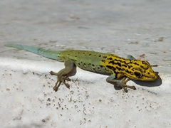 Lygodactylus picturatus