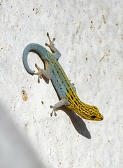Lygodactylus picturatus