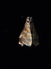 Glaucocharis subalbilinealis