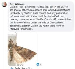 Glaucocharis subalbilinealis