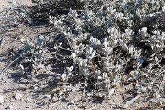 Petalidium englerianum