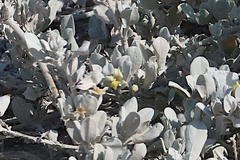 Petalidium englerianum