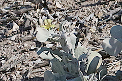 Petalidium englerianum